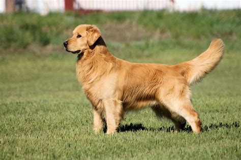 Golden Retriever Como Cuidarlo Caracter Sticas Y Car Cter