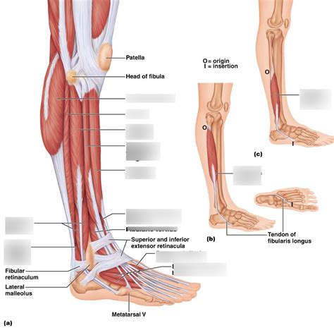 Lower Leg Muscles, Lateral View Diagram | Quizlet