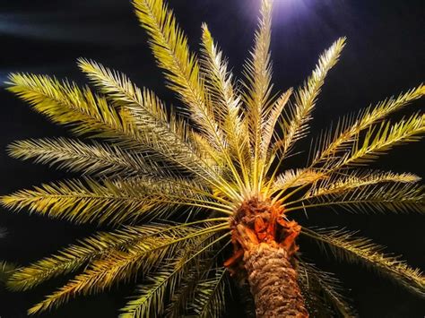 Premium Photo Low Angle View Of Palm Tree Against Sky