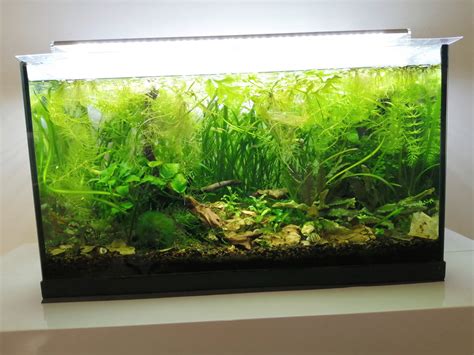 Un aquarium facile a s'occuper