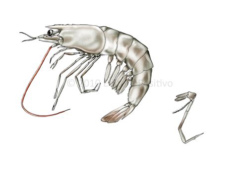 Shrimp anatomy by rfcunha on DeviantArt