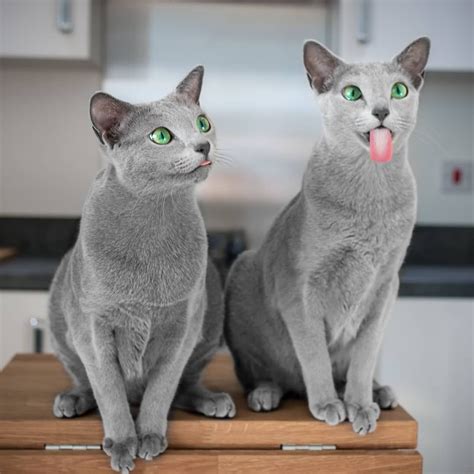 Russian Blue Cat With Green Eyes