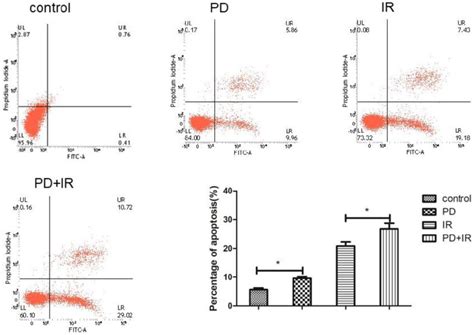 Effects Of Pd M Combined With Ir Gy On Lgr Cscs Apoptosis