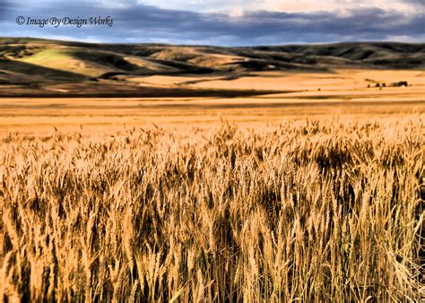 Wheat Fields Pendleton Oregon View On Black On Our Way Flickr