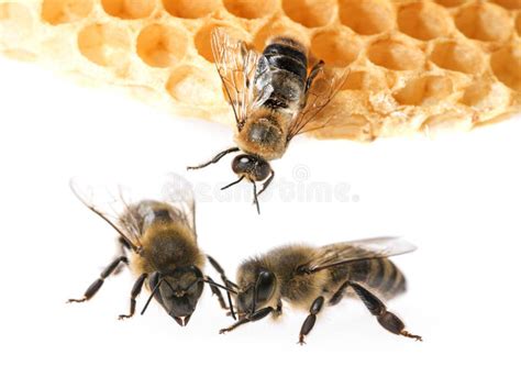 Bee Drone Stock Photos Download 2024 Royalty Free Photos