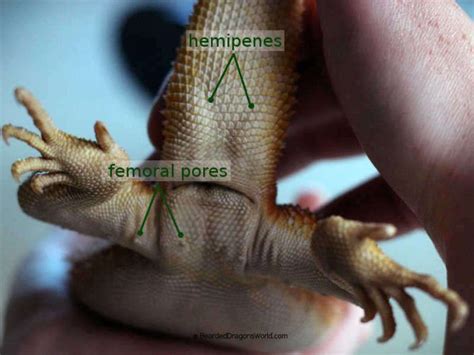 Bearded Dragon Male Or Female [sexing] In 2020 Bearded Dragon Bearded Dragon Breeding