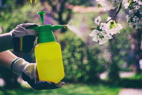 Strope Te Pomii Fructiferi Cu Aceast Solu Ie Cu Bicarbonat De Sodiu