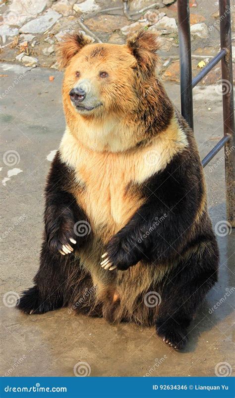 Tibetan Blue Bear or Horse Bear Sitting on the Ground Stock Photo ...