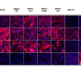 Scheme Of Mouse Aortic Endothelial Cell Isolation And Immortalization