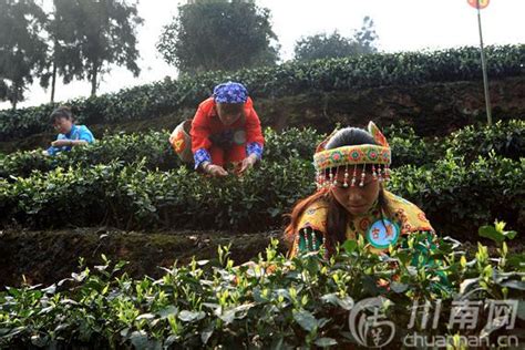 四川第六届茶叶开采活动周在纳溪特早茶基地启动