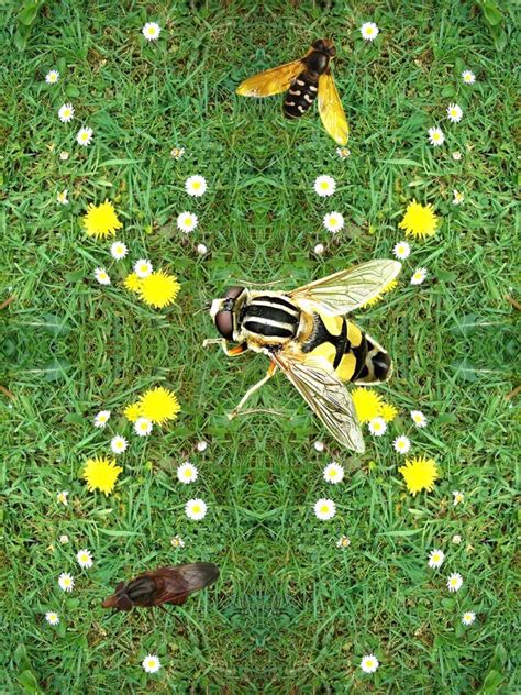 Cross Pollination (2017) – Karen Ingham