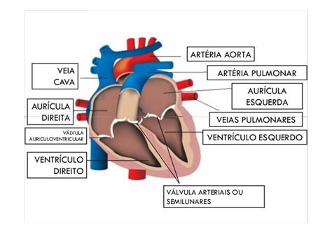 O Coração Fica Do Lado Esquerdo Ou Direito - Sistema cardioascular: coração