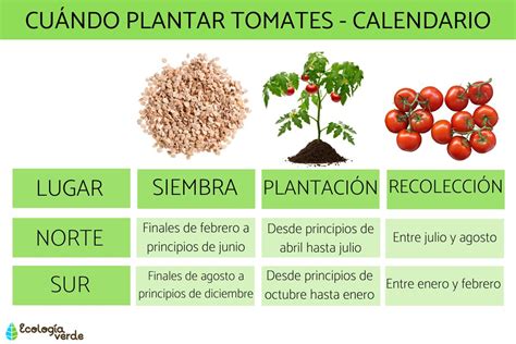 Cu Ndo Plantar Tomates La Mejor Poca