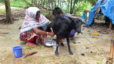 Goat Milk । How To Process Goats Milk Out Youtube