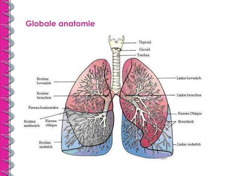 PPT Longen Prekliniek Anatomie Celbiologie PowerPoint Presentation