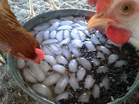 Sunflower seeds I courage chickens to drink. | Backyard chicken farming, Pet chickens, Chicken ...