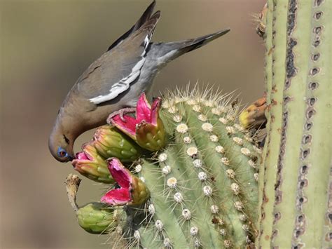 Is Saguaro Cactus Fruit Edible? | Desert Botanical Garden