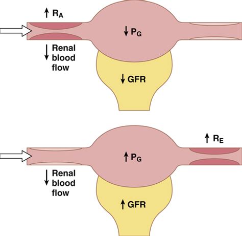 Block 5 Cell Bio Renal Blood Flow And Glomerular Filtration I II