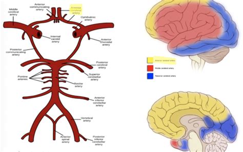 Exam 3 Intro To Neuro Seizures Flashcards Quizlet