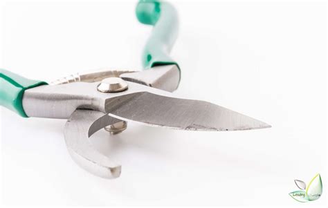 Best Pruning Shears For Garden Greatness Leading Lifestyle