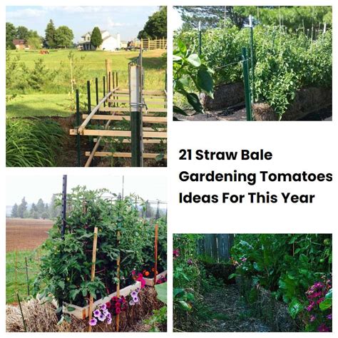 Straw Bale Gardening Tomatoes Ideas For This Year Sharonsable