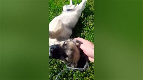 СПАС ЩЕНКА 🐶. ПОМОГ СОБАКЕ У КОТОРОЙ НА ШЕЕ БЫЛИ ВЕРЁВКИ НАМОТАНЫ 🐕 ...