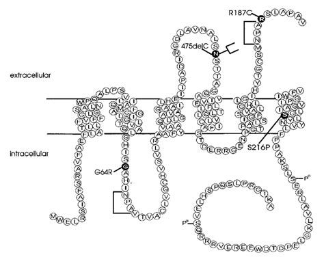 Schematic Representation Of The Aquaporin 2 Protein And Identification