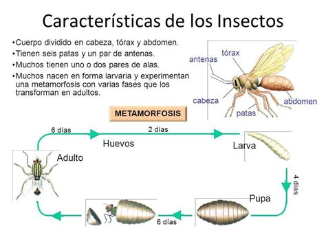 Insectos Flashcards