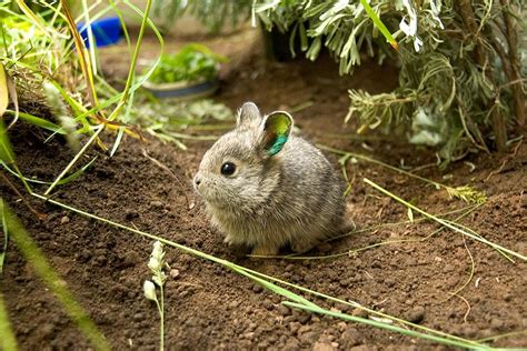 Endangered baby Columbia Basin pygmy rabbit (Brachylagus idahoensis ...