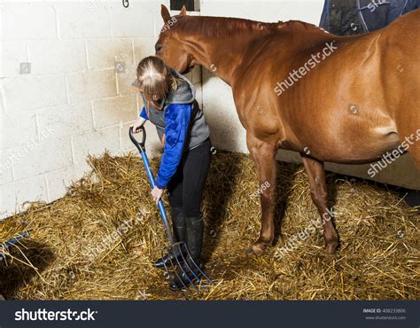 Young Woman Mucking Out Cleaning Horse Stable Stock Photo 408233806