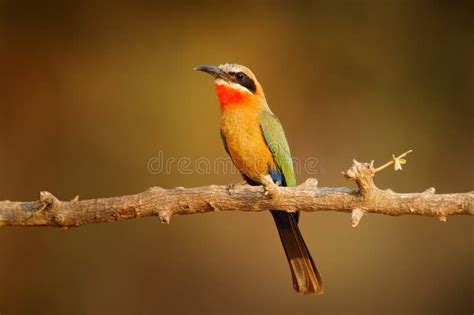 Forest Bee Eater Black Bee Eater Merops Gularis Bird African