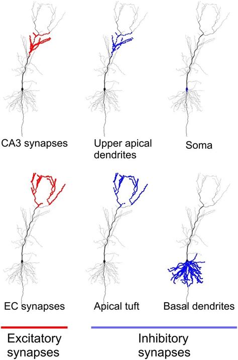 Location Of Excitatory And Inhibitory Synapses In The Neuronal Model