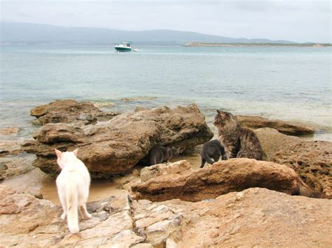 Su Pallosu Il Blog Arriva Alla Colonia Felina Discovery Del