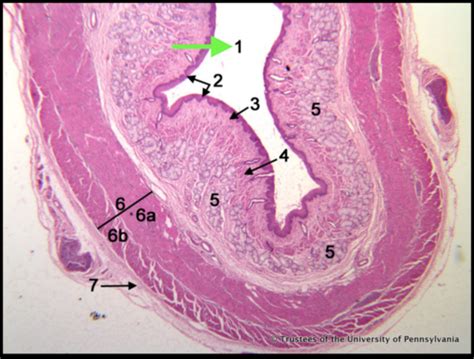 GI Histology Flashcards | Quizlet