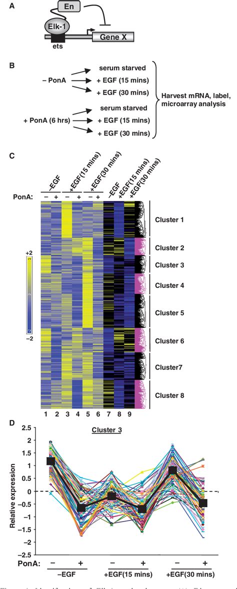 Figure 1 From Overlapping Promoter Targeting By Elk 1 And Other