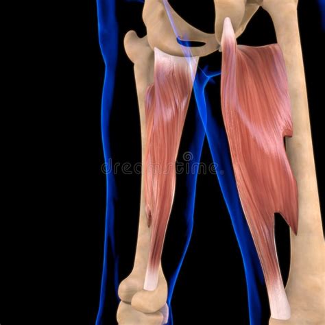 Adductor Magnus Muscle Anatomy For Medical Concept D Illustration