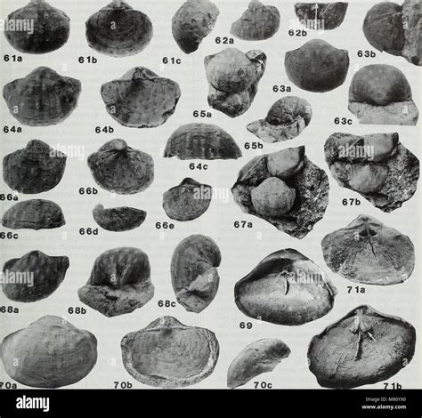 Bulletin Of The British Museum Natural History Geology 1991