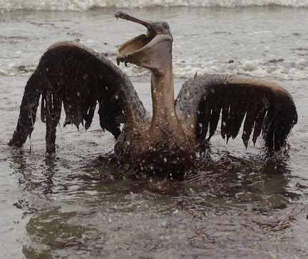 BP Oil Spill Worst Environmental Disaster Or Insane Experiment With