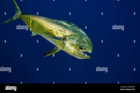 Mahi Mahi Hi Res Stock Photography And Images Alamy