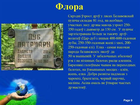 Белавежская пушча - презентация онлайн