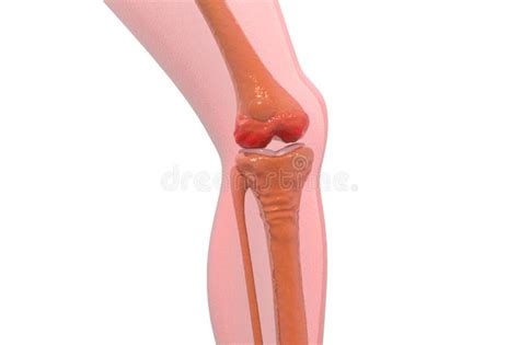 Anatomy Of Human Knee Joint Stock Illustration Illustration Of