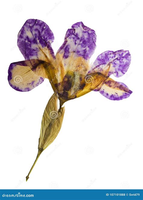 Iris Presionado Y Secado De La Flor Aislado En Blanco Foto De Archivo