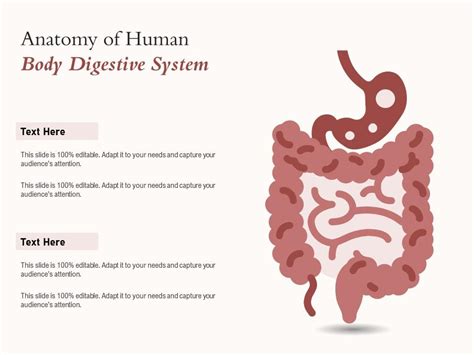 Anatomy Of Human Body Digestive System Presentation Graphics