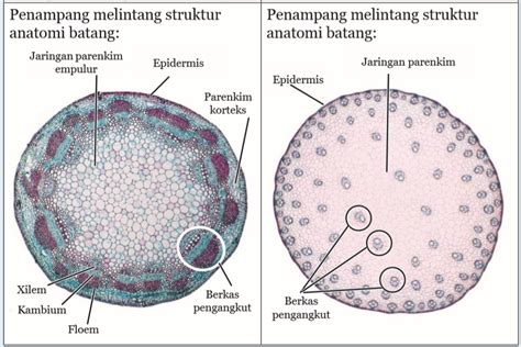 blog belajar ipa smp mengamati struktur anatomi batang tumbuhan