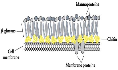 Fungal Cell Structure 38 Download Scientific Diagram