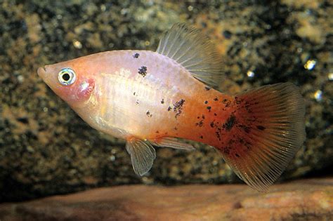 Redtail Dalmation Platy Medium