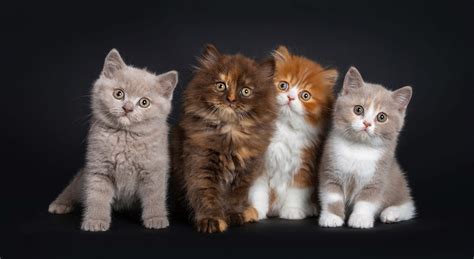 Why Do Cats Have Different Coloured Kittens? | Cat-World