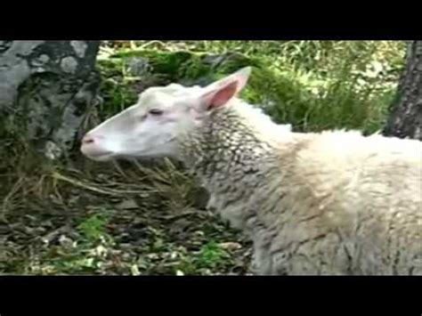 I FUck Sheep YouTube