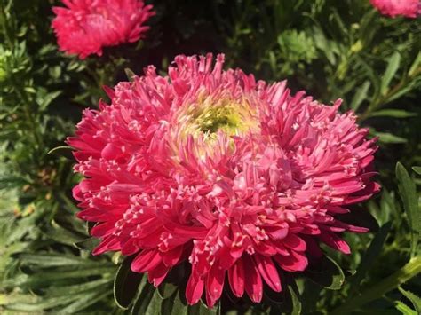 В Києві у ботанічному саду розквітли пухнасті айстри (фото) — УНІАН