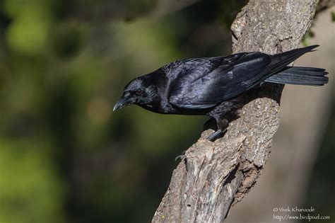 American Crow — Santa Clara Valley Bird Alliance